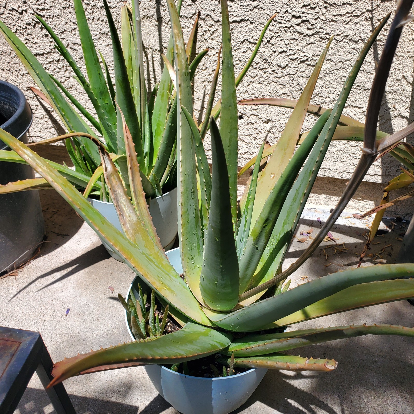 3 Rooted Aloe Vera Pups ~2″ Tall – Live Succulent Plants – Easy Care & Medicinal
