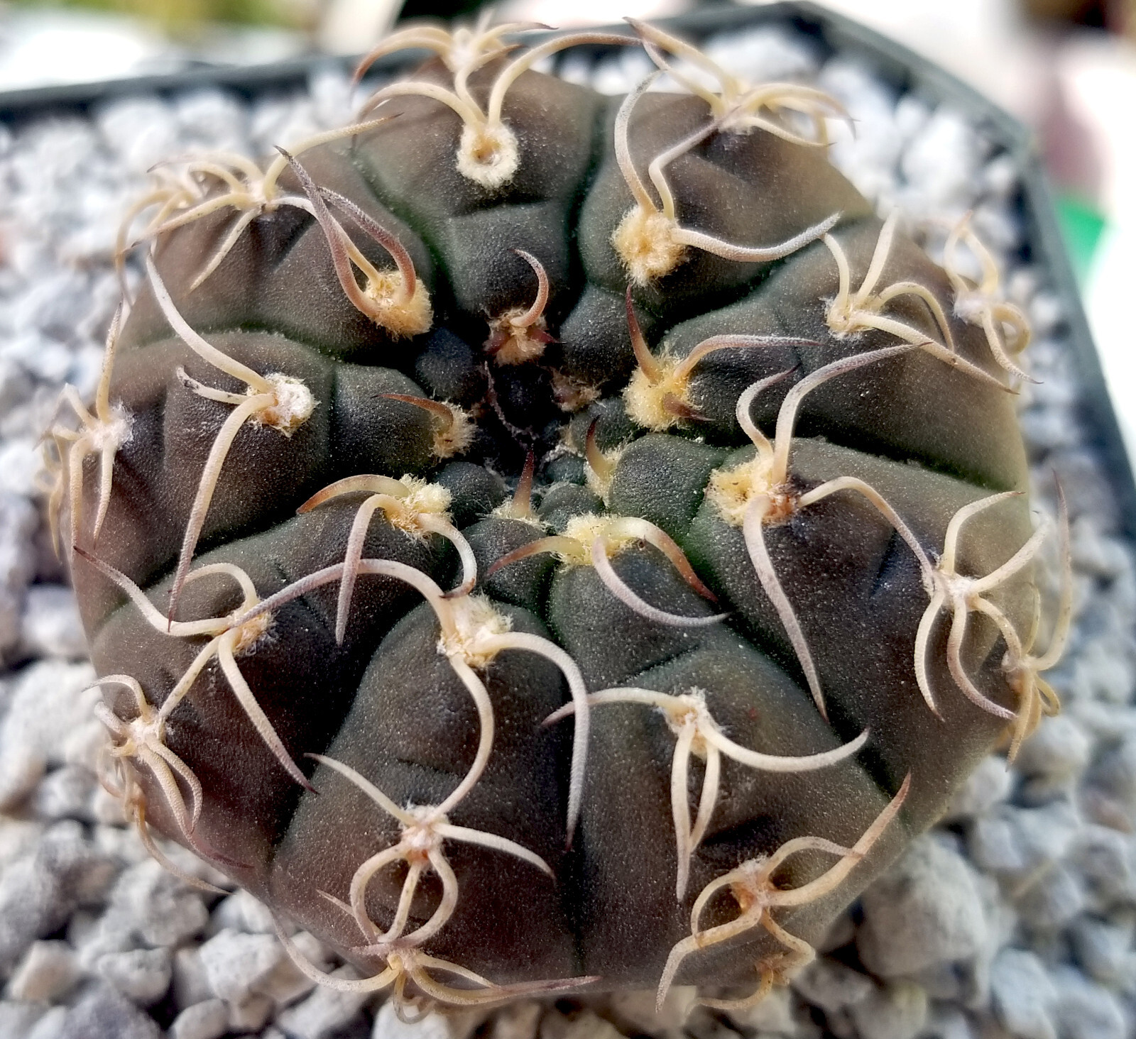 Gymnocalycium Triacanthum – from Catamarca, Córdoba, La Rioja, Argentina