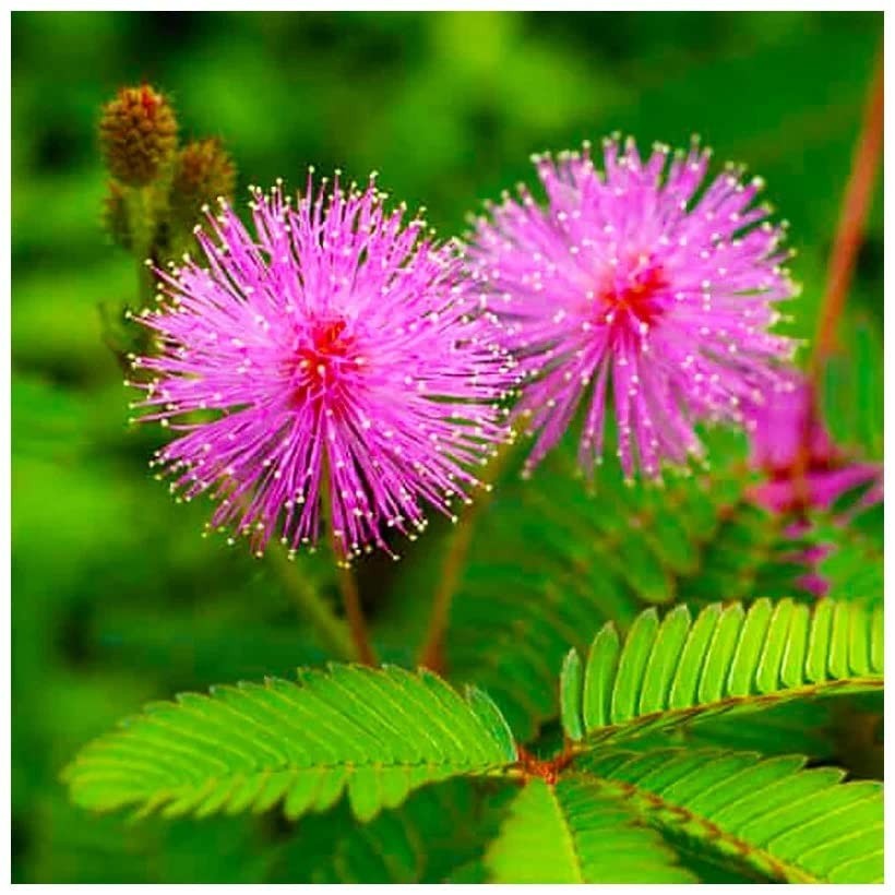 1000+ Sensitive Plant Seeds for Planting – Mimosa Pudica Touch Me Not Seeds