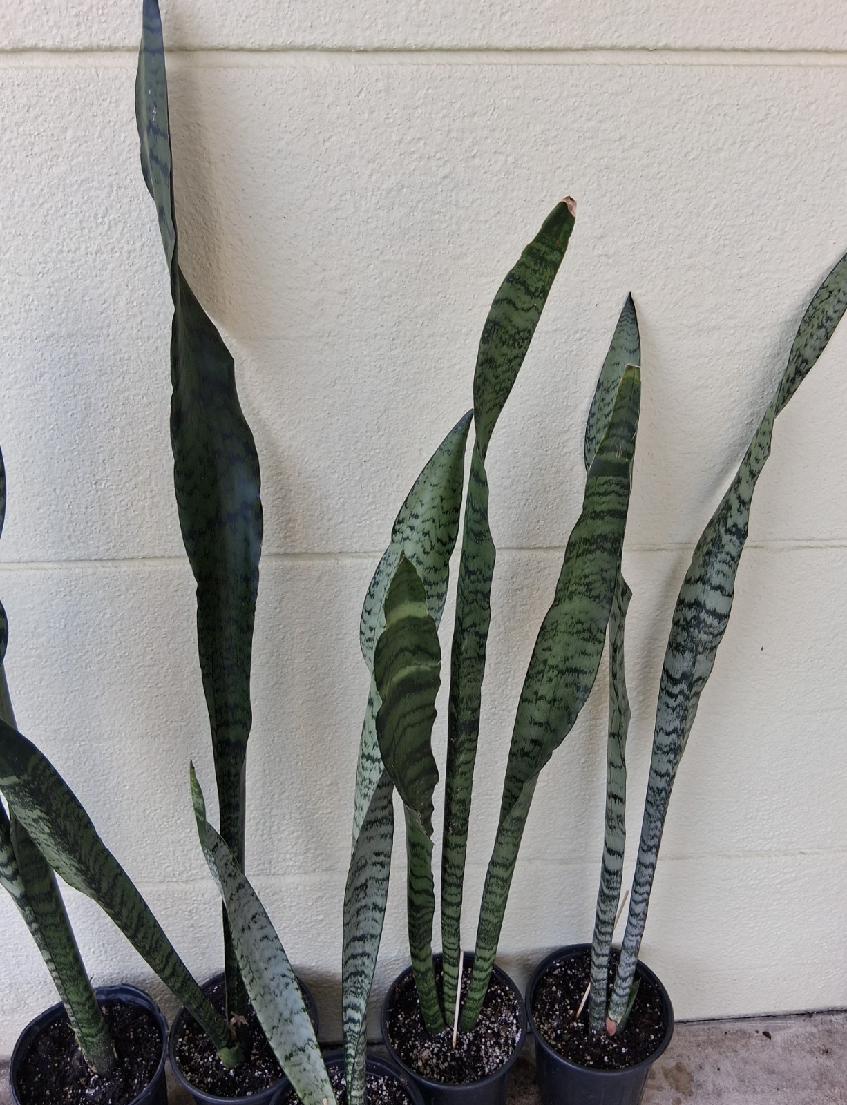 Snake Plant – (36″ – 48″ Tall) – Dracaena/Sansevieria Trifasciata ‘Zeylanica’