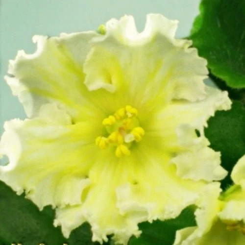 African Violet Plant EK Lemon Slices Starter – Rare