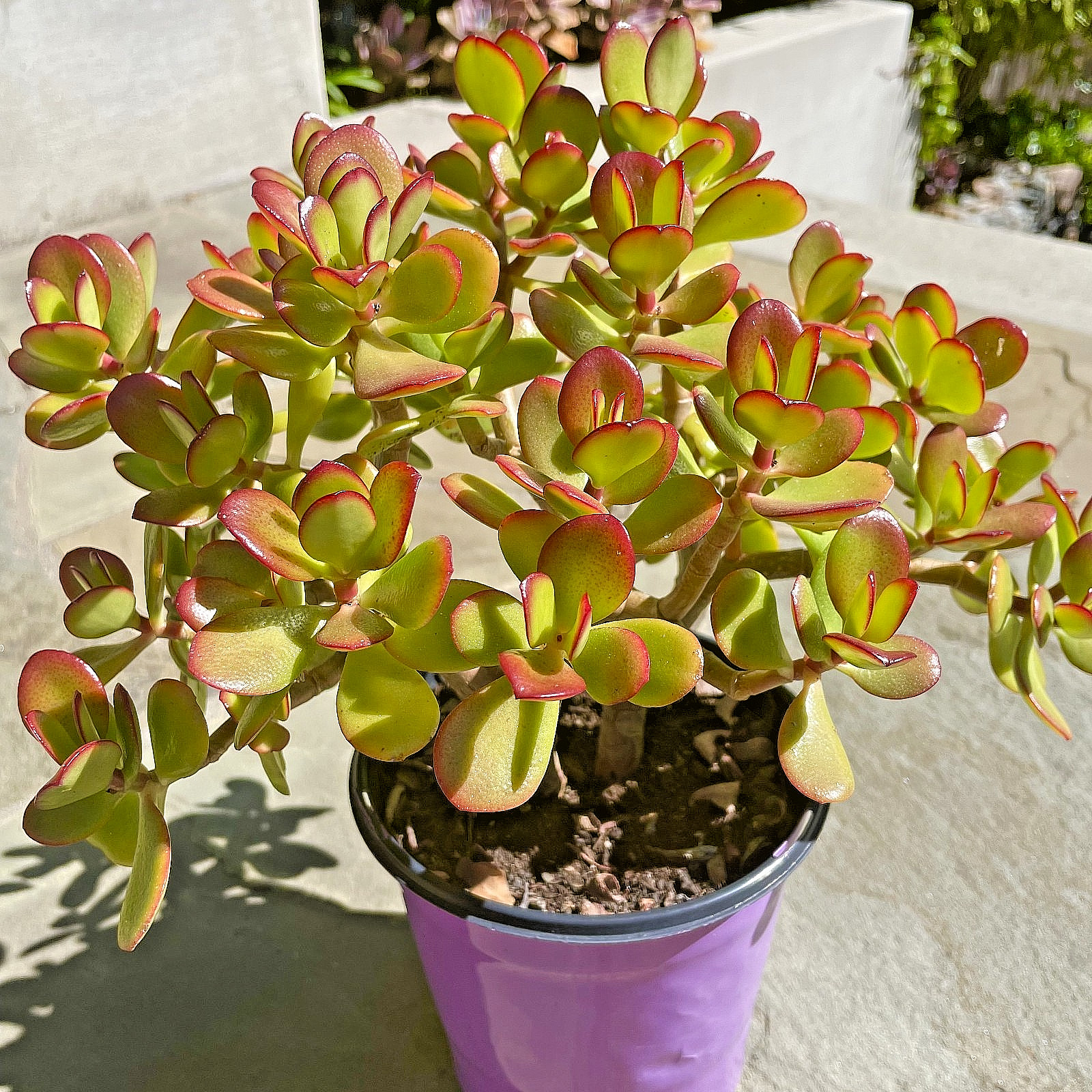 Crassula Ovata Jade Plant Rare Succulent Easy Care Live Plant 1-Cutting 2-3″
