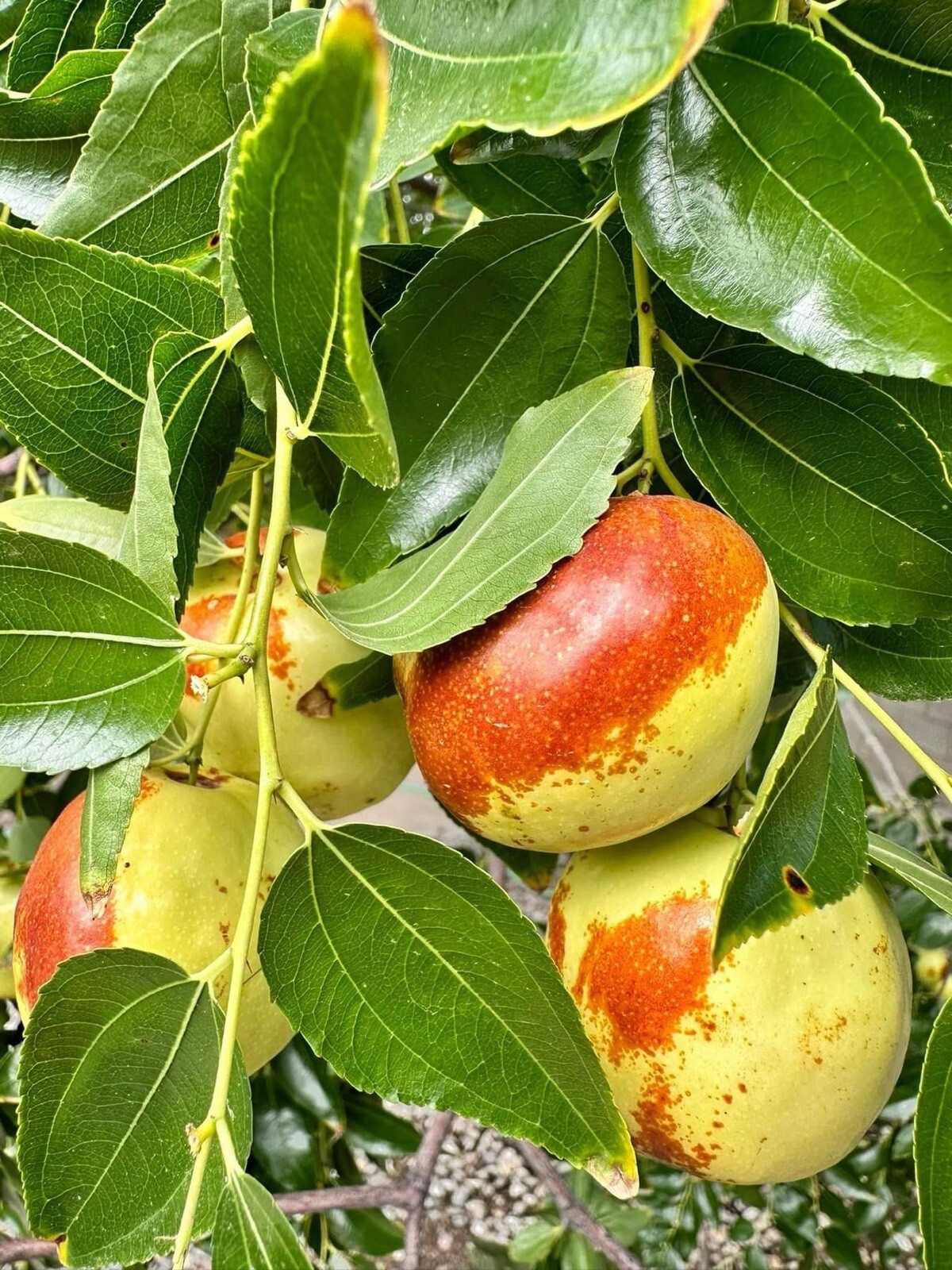 Jujube, Ziziphus Jujuba – 10 Seeds 2024 – USA