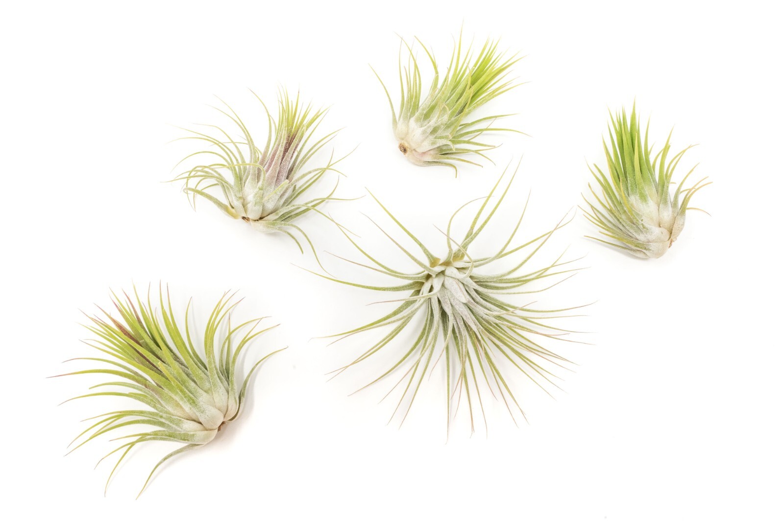 XL Tillandsia Ionantha Guatemala-Wholesale Bulk -Easy Care Indoor/Outdoor Plants