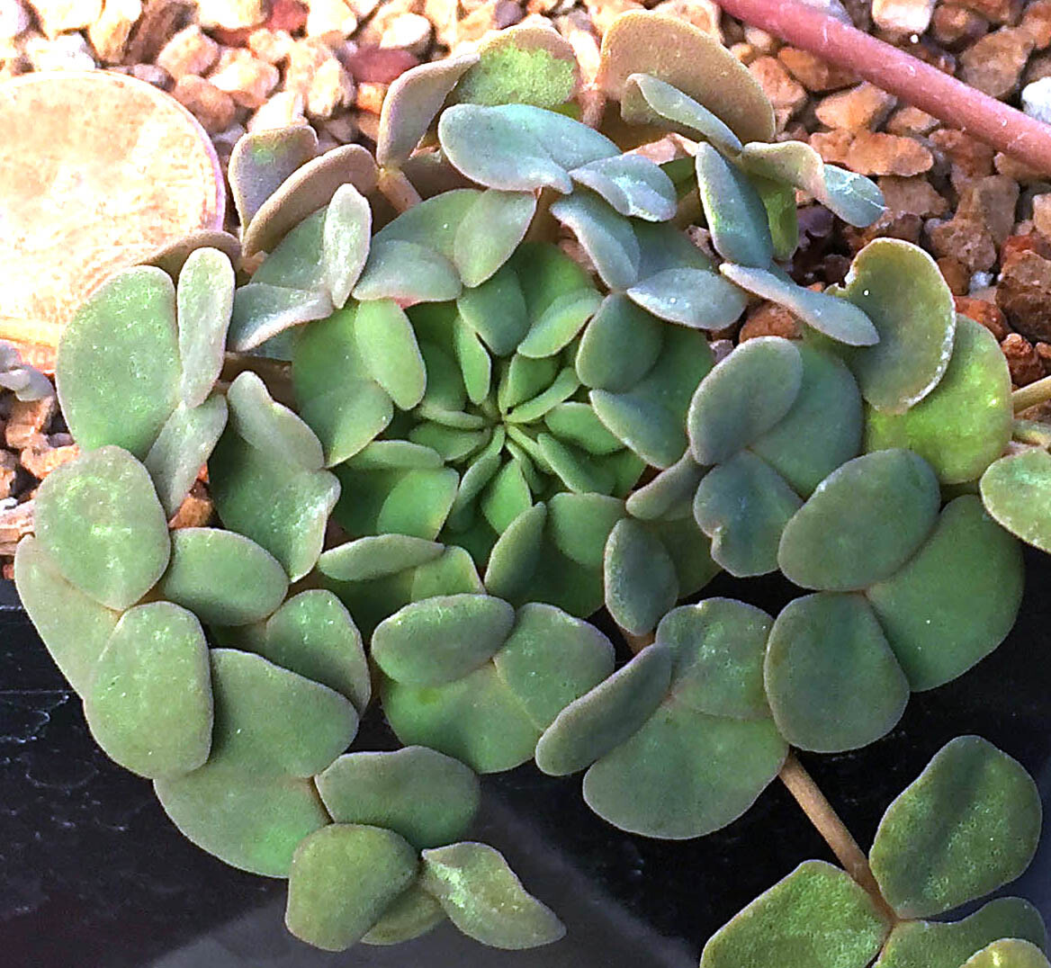 SUCCULENT BULB SEED–Oxalis covexula–20 Bulbils!