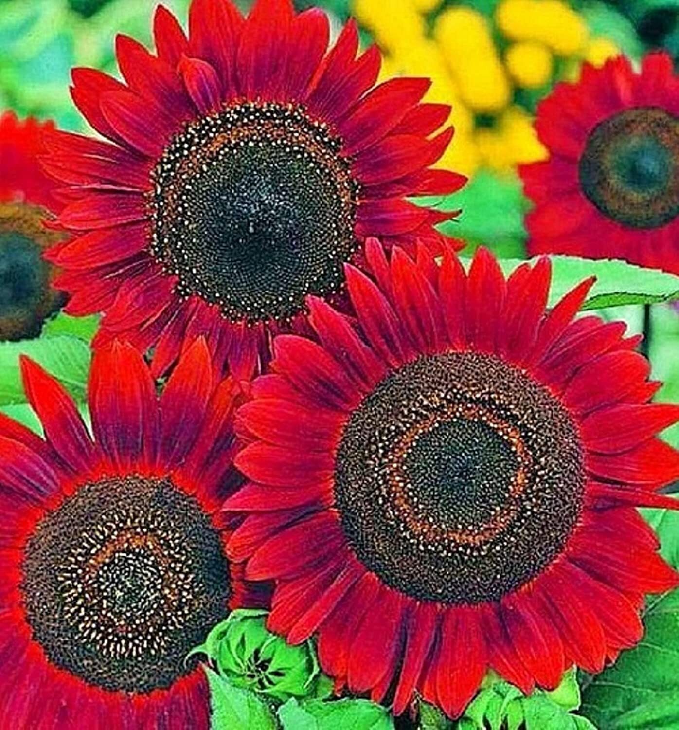 Sunflower Seeds for Planting (50 Seeds per Packet) – Easy to Grow a Diverse Sunf