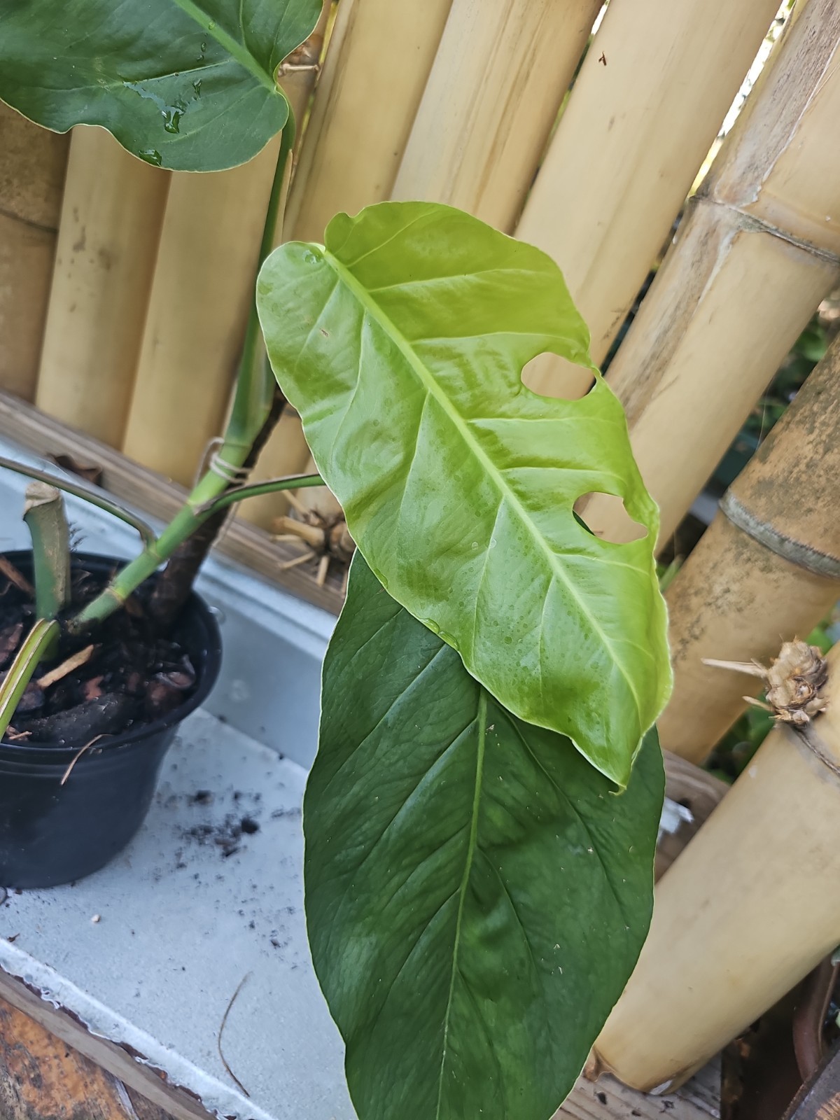 XL Monstera Dubia Mature Large Stem plant Fenestrated