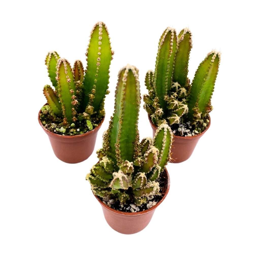 Fairy Castle Cactus, 2 inch Set of 3, Acanthocereus tetragonus Tiny Mini Pixie P
