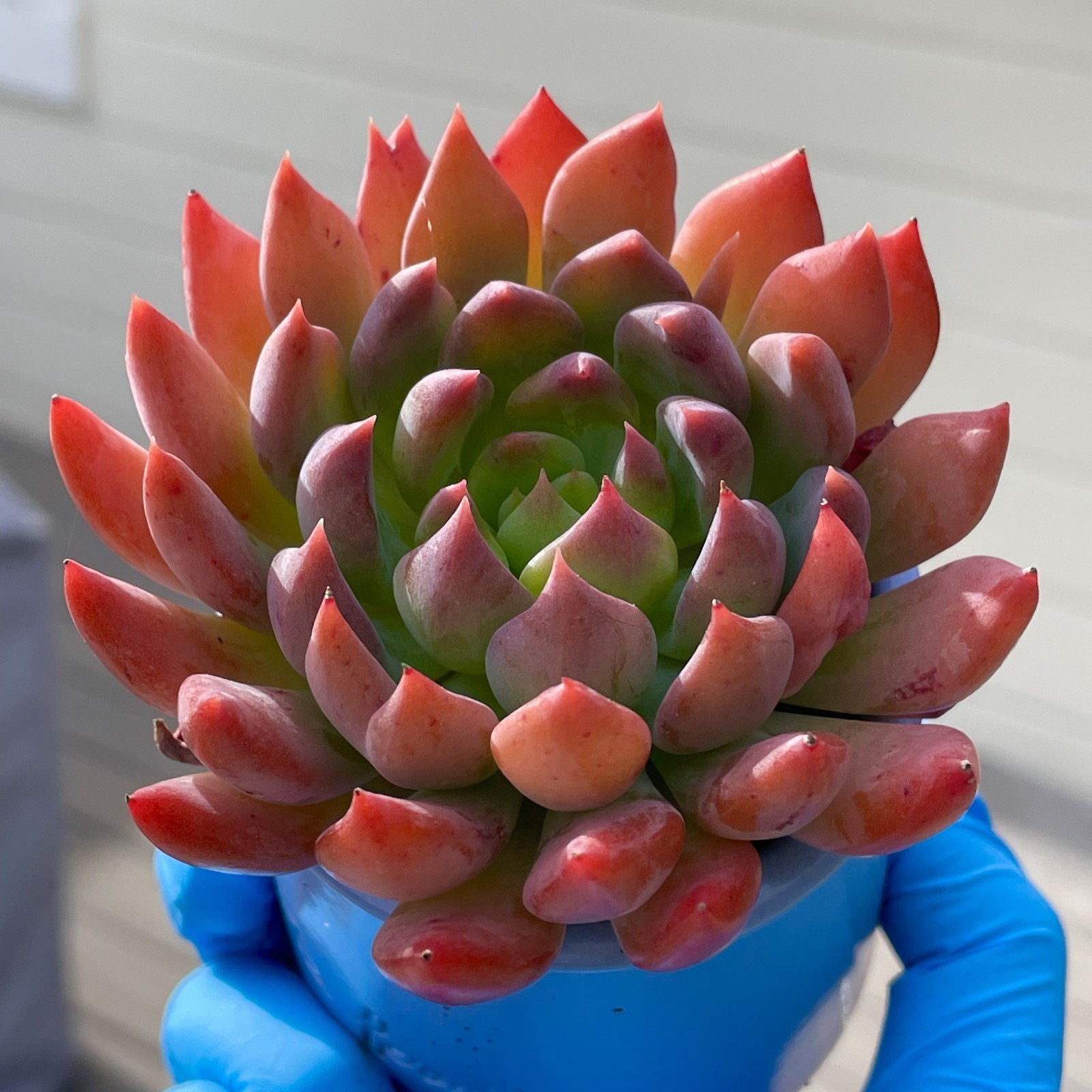 Rare Succulent Dark Elf Fully Rooted Healthy Live Easy Care Plant 2-3 Inches