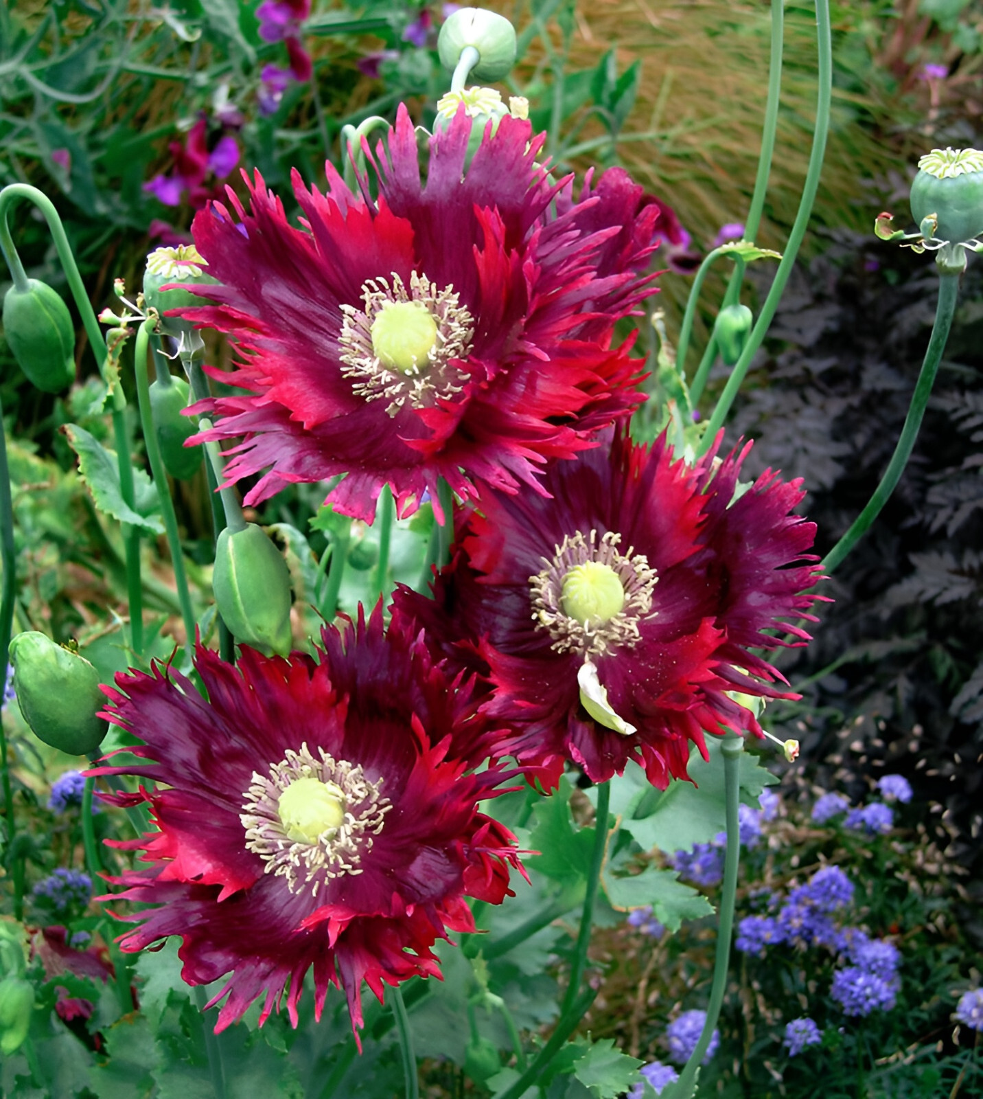 1,500 Drama Queen AKA Jimi’s Flag Poppy Seeds – P. Somniferum – Stunning Reds!