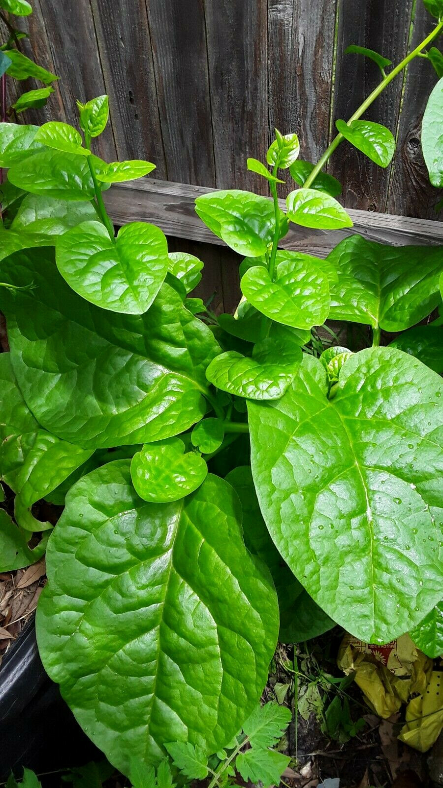 100 Organic Green Stem Malabar Spinach Alugbati Mong Toi Poi Sang Ceylon seeds