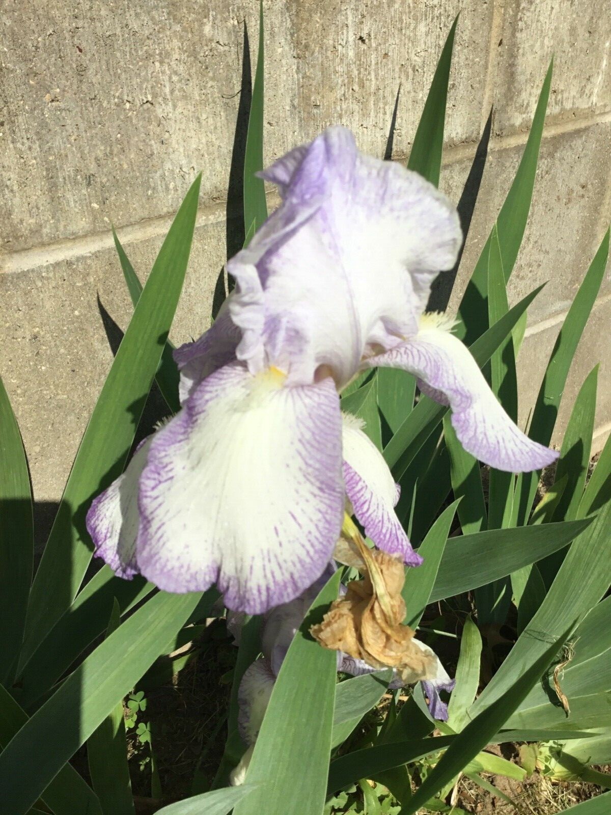 Light Purple and White ,  bearded iris rhizomes , plants, bulbs 