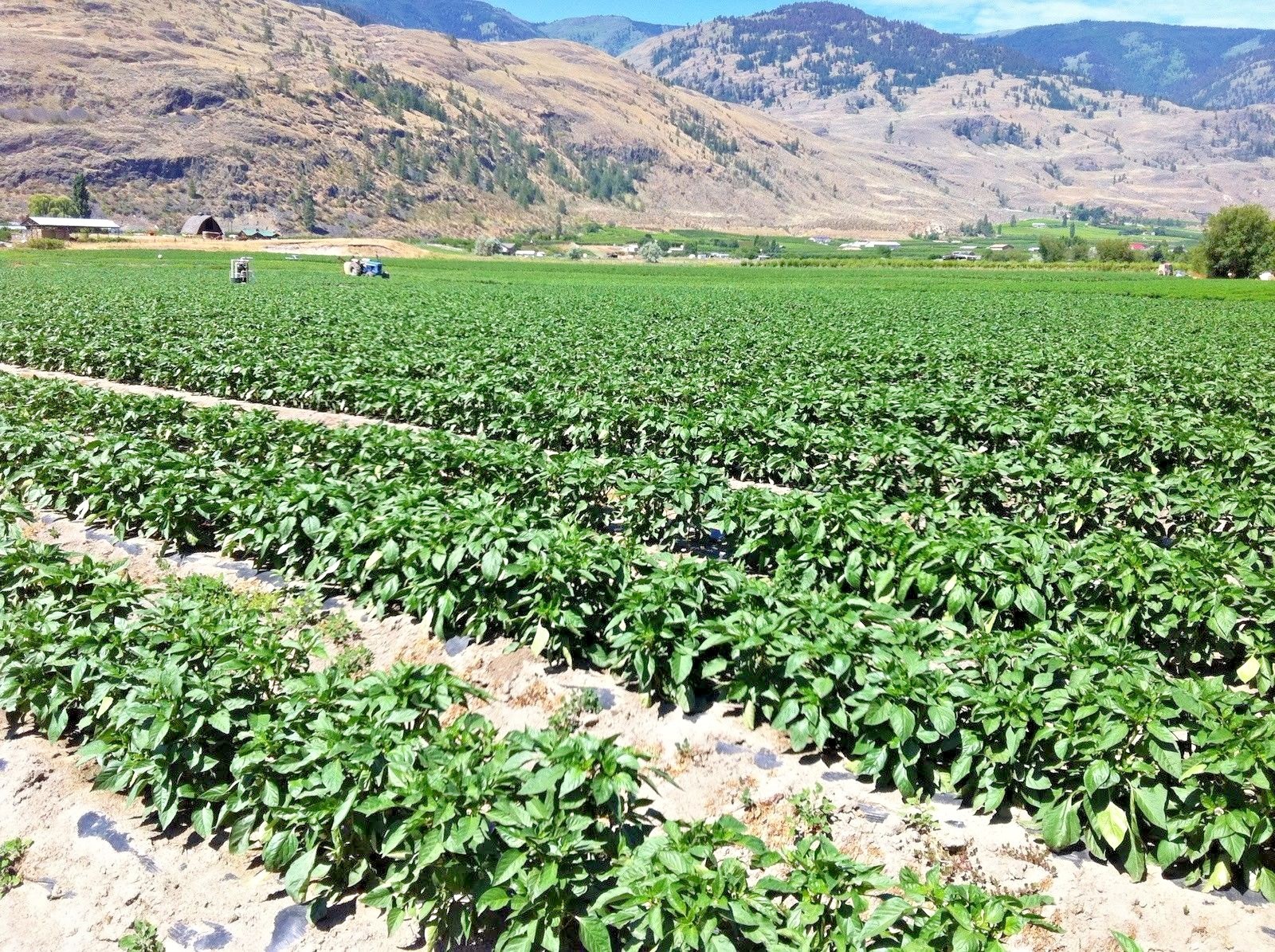 Barker’s New Mexico hot pepper seeds non-gmo heirloom open pollinated HOTTEST!
