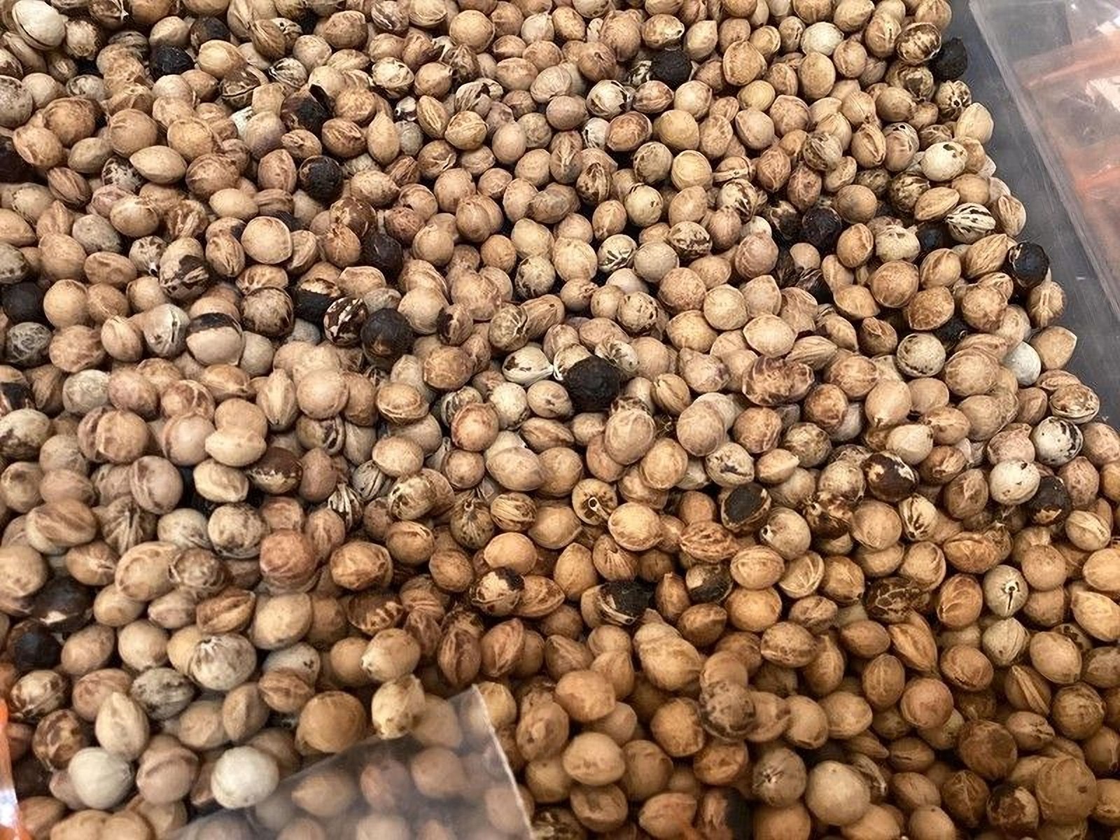Black Cherry Tree Seeds (Prunus Serotina )