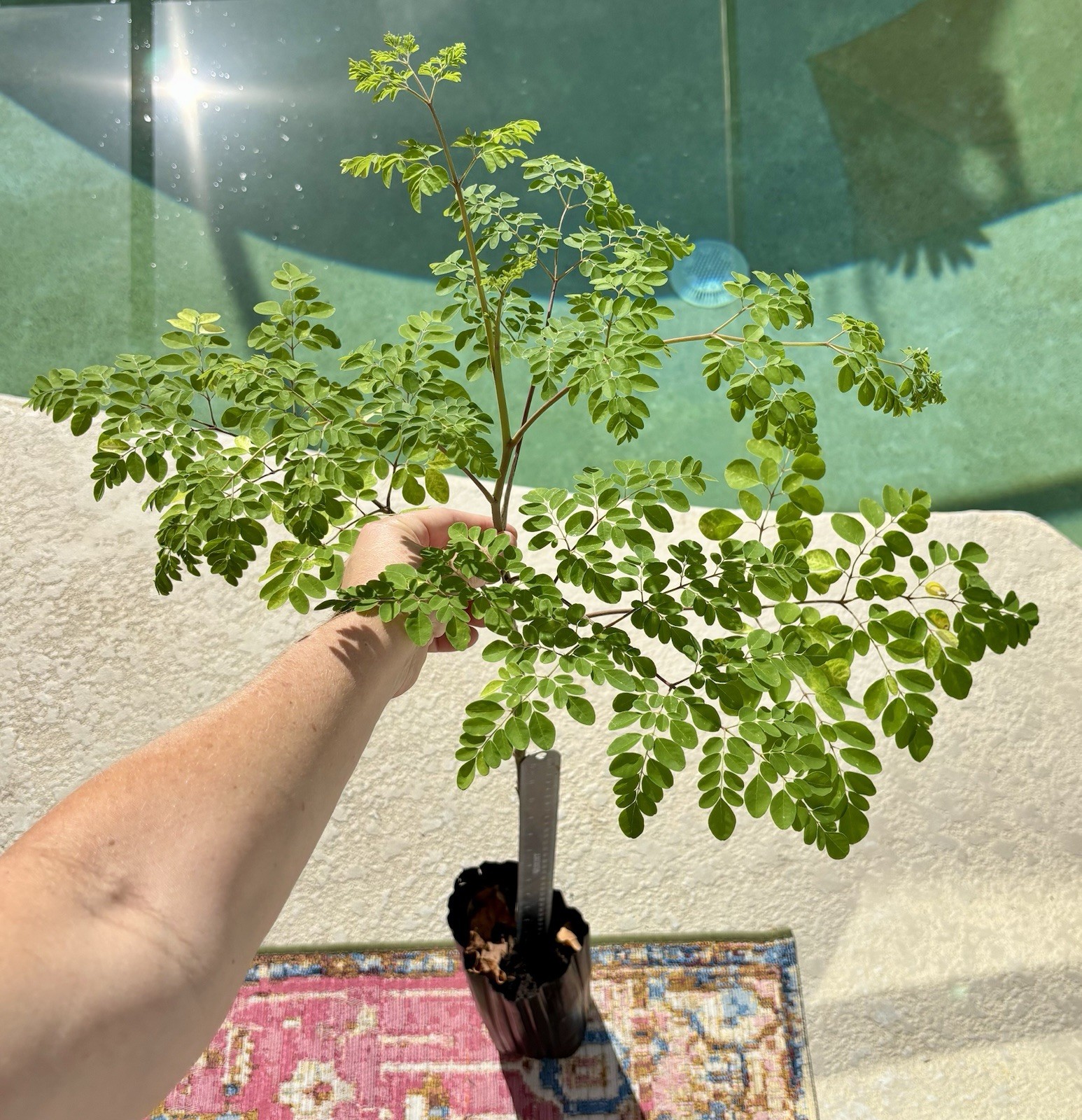 Moringa Tree / DrumStick Tree in Growing Pot – Over 2’ Live Tree Well Rooted!