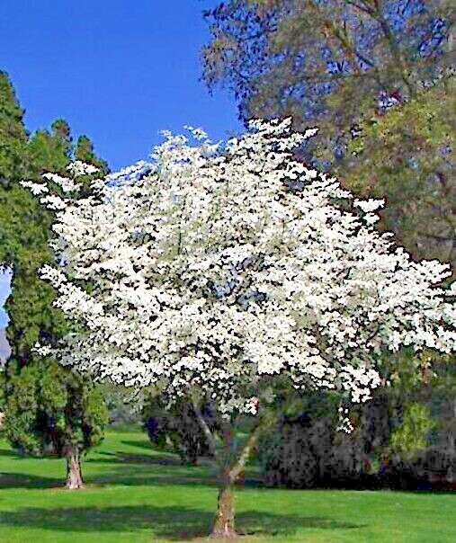 500 – 1,000 White American Flowering Dogwood Tree Seeds (Cornus florida) Hardy-5