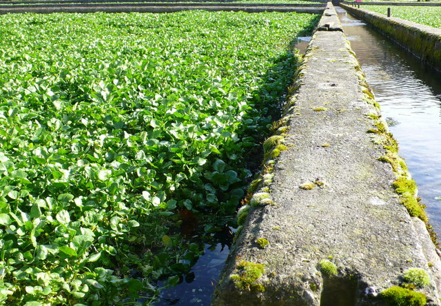 1000 True Watercress Seeds Non-GMO Heirloom | USA Seller
