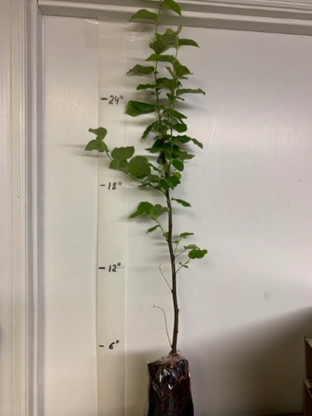 30-40” tall Cydonia Provence Quince rooted 1-2 year old plant