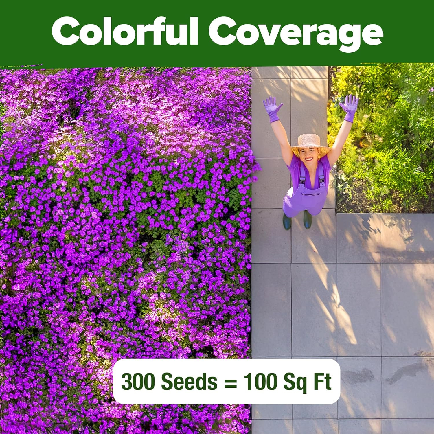 Aubrieta Rock Cress Purple Seeds – 300 Non-GMO Perennial Ground Cover Seeds