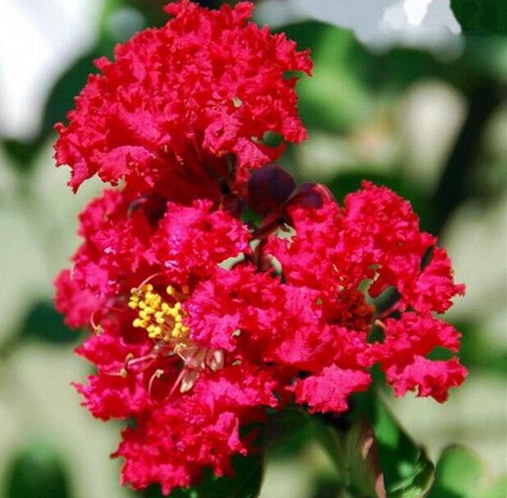 20 SEEDS CRAPE/CREPE MYRTLE flowering bloom tree bush rare exotic plant garden
