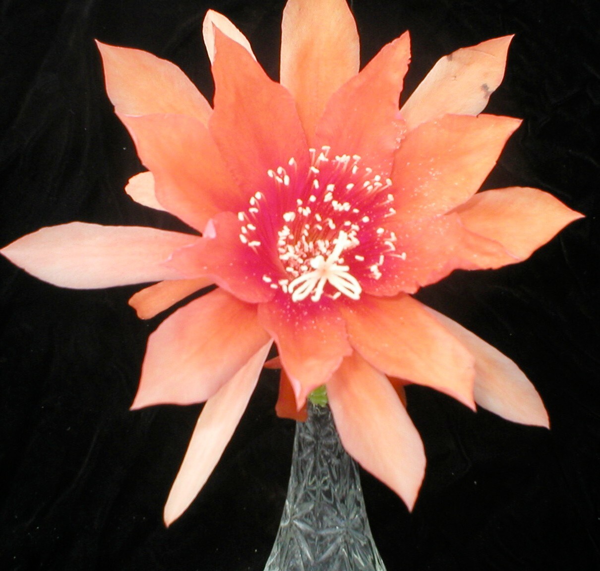Epiphyllum, Orchid Cactus, ” PEACH MELBA “, Don’s Quart pots JULY/1