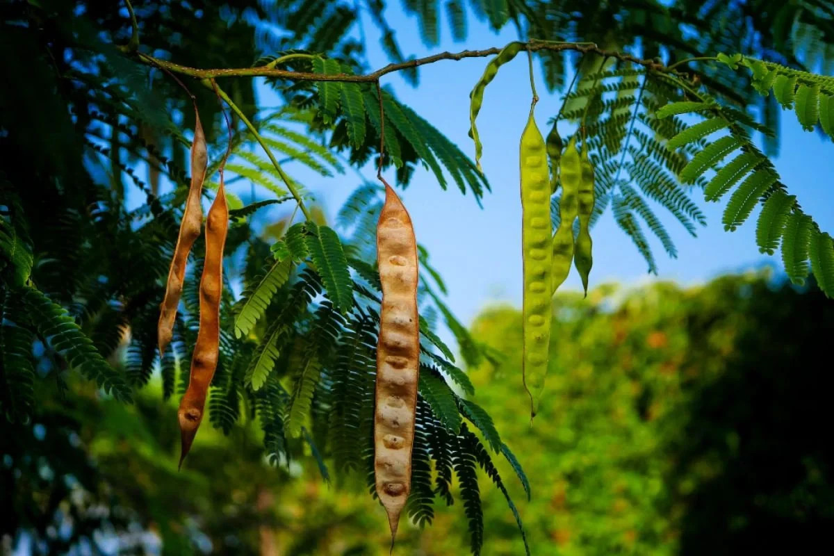 Mimosa Tree (Albizia Julibrissin) 3.5” in pot 6-10” heigh