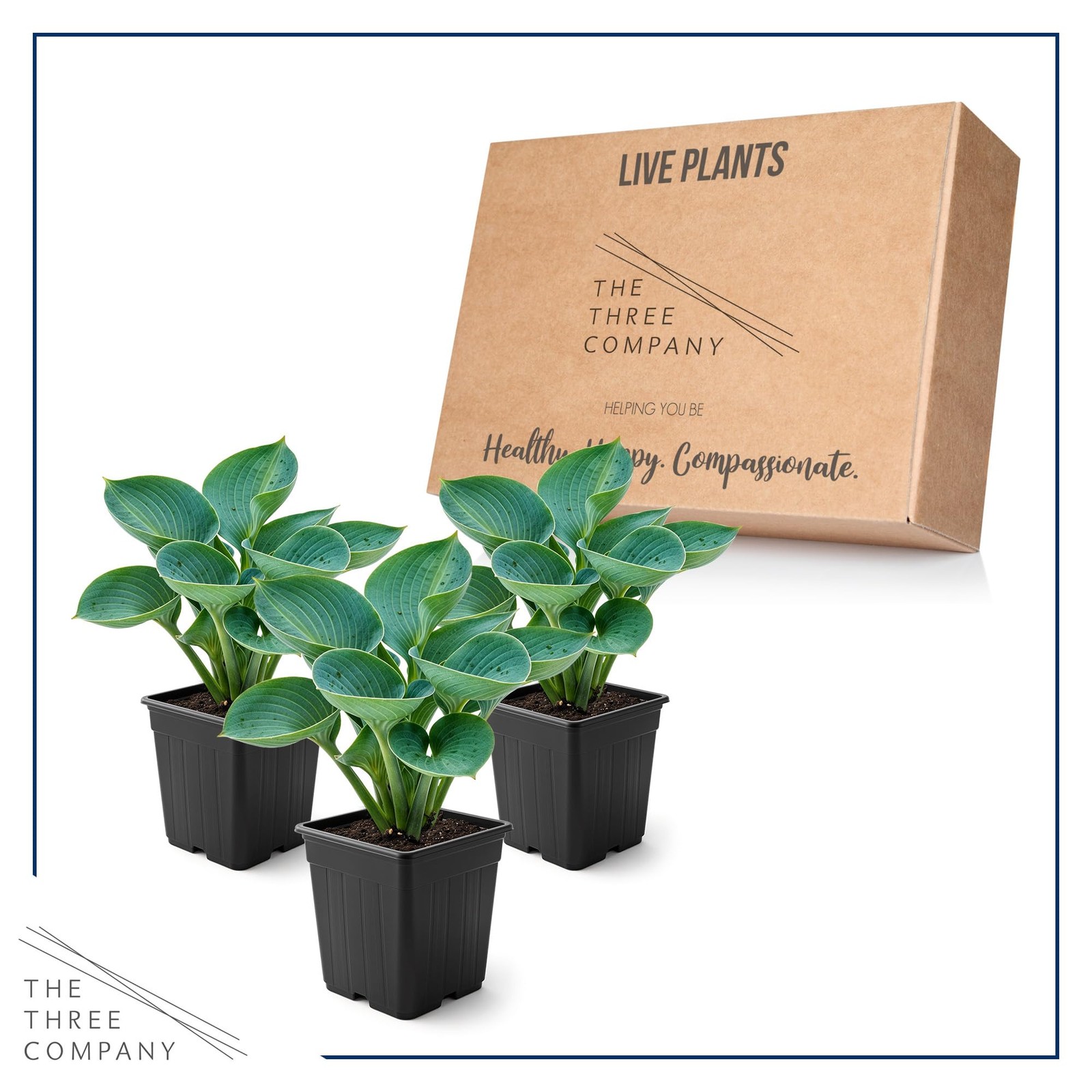 Perennial Hosta Plants Abiqua Drinking Gourd, 10″ Tall, 3Pack in 1 Qt Pot