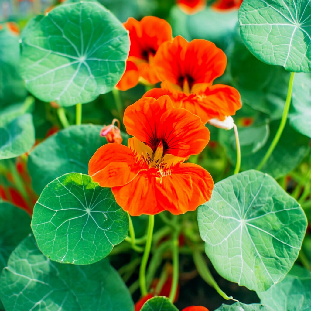 Empress of India Nasturtium – Tropaeolum nanum | 25 Seeds | Deep Red Annual