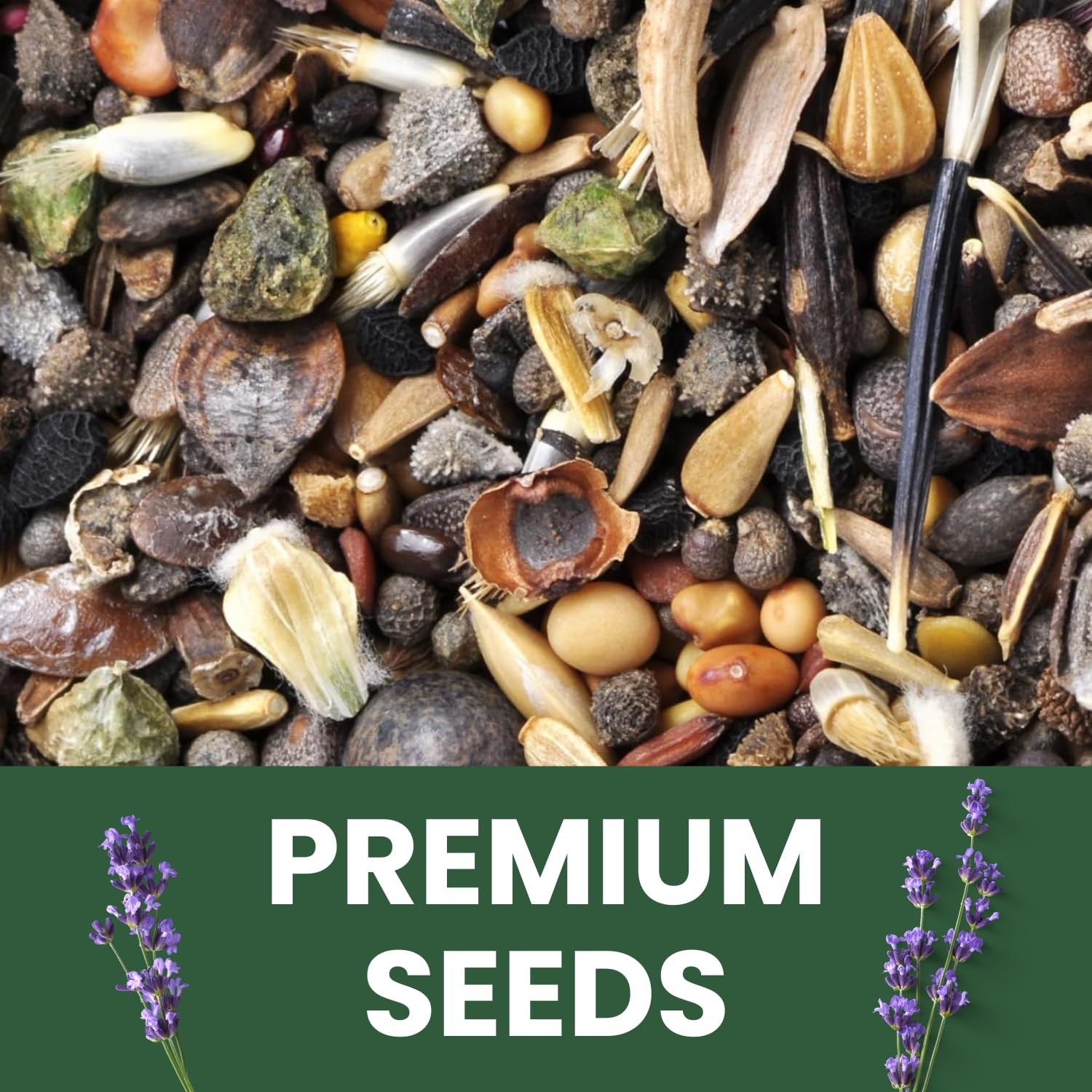 Lavender Seeds 5,000 Count for Planting 2026 Season 5g Pouch