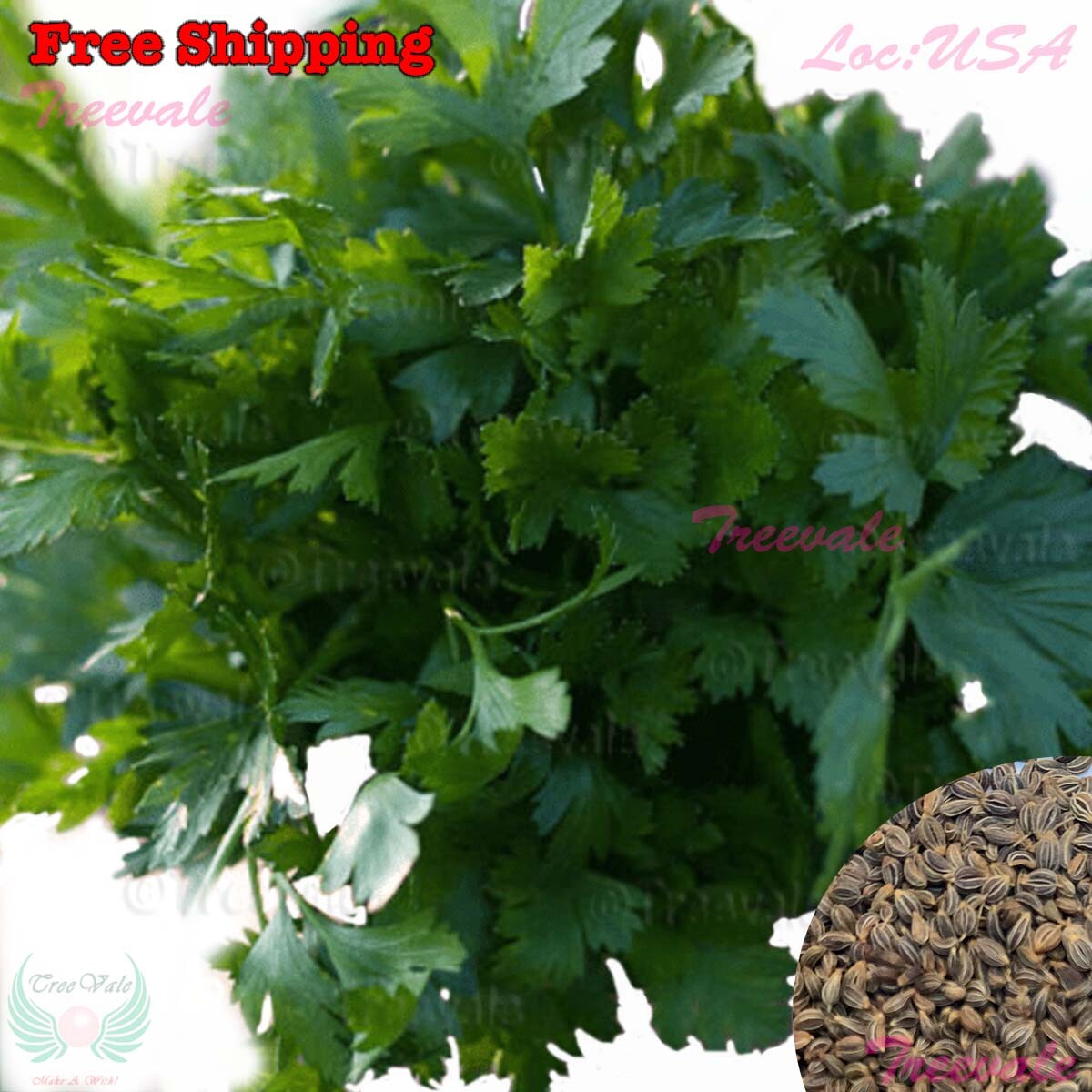 Italian Giant Parsley – Flat Leaf Parsley SEEDS | Vegetable Seeds