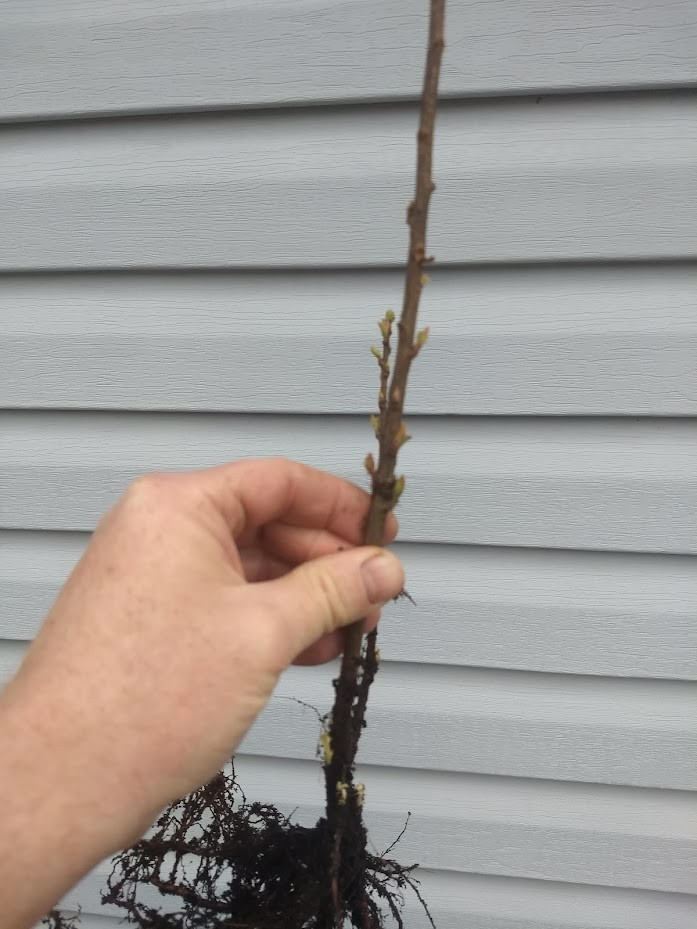 1 Rum cherry, rooted plant. Zones 3-9 Prunus serotina •