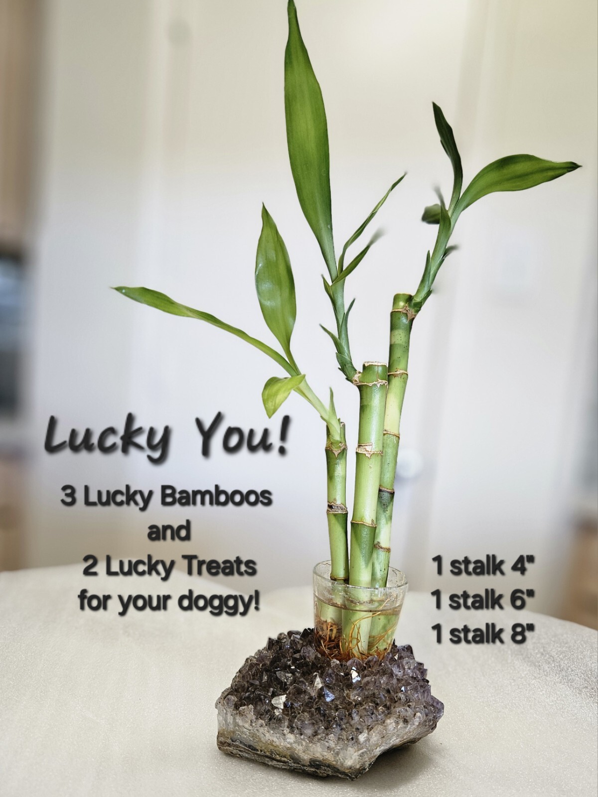 3 Live Lucky Bamboo 4″6″8″ FREE Dog Treats, Indoor Perennial Plants