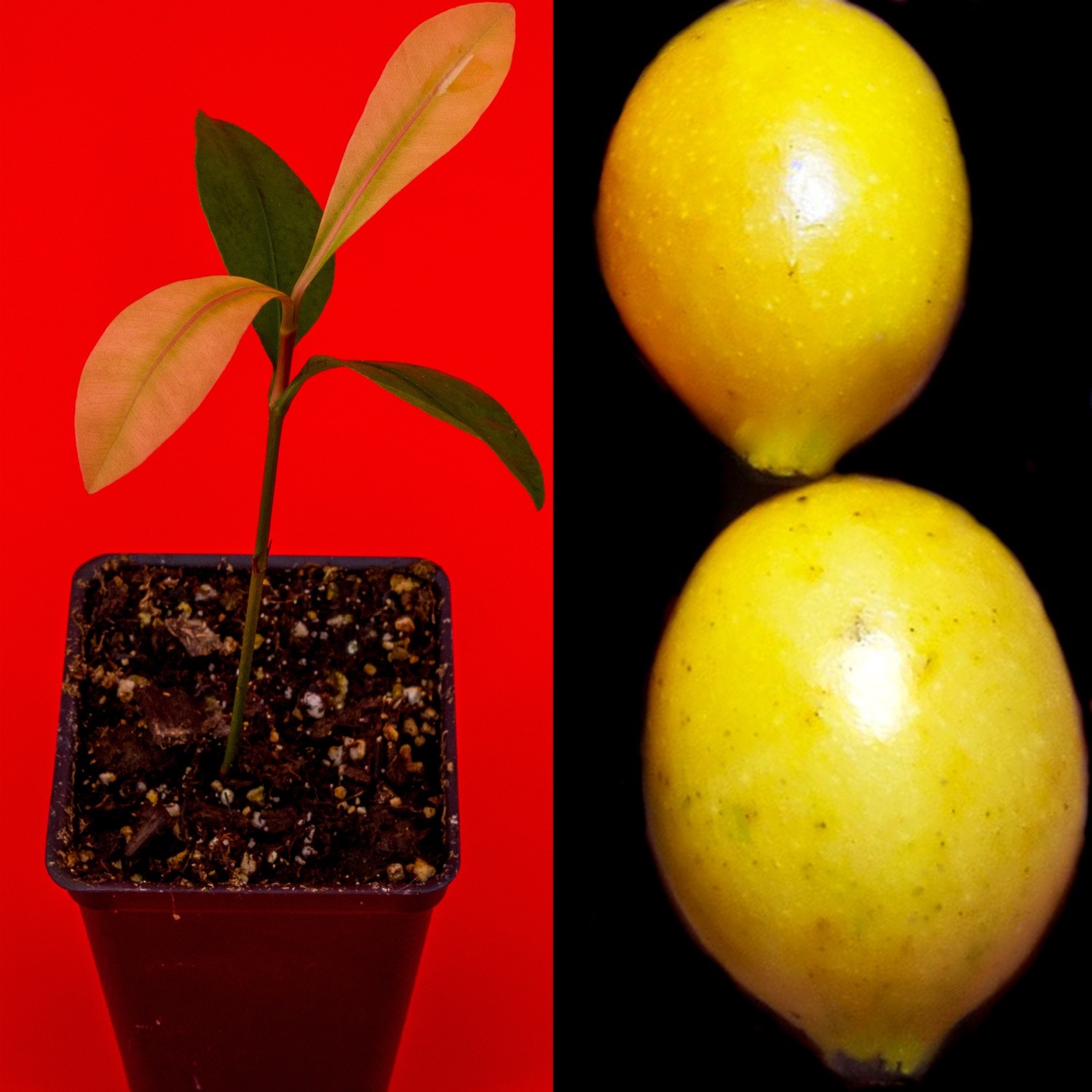 Garcinia Brasiliensis – superior Lemon Drop Mangosteen Tropical Fruit Tree Plant