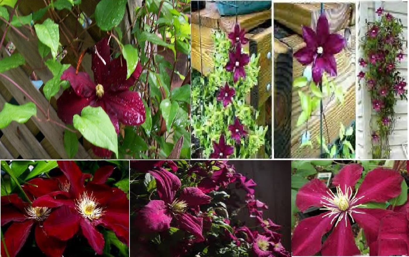 Clematis Vine*Red Wine Burgundy Perennial Vine*Very Pretty 25 Seeds USA Seller