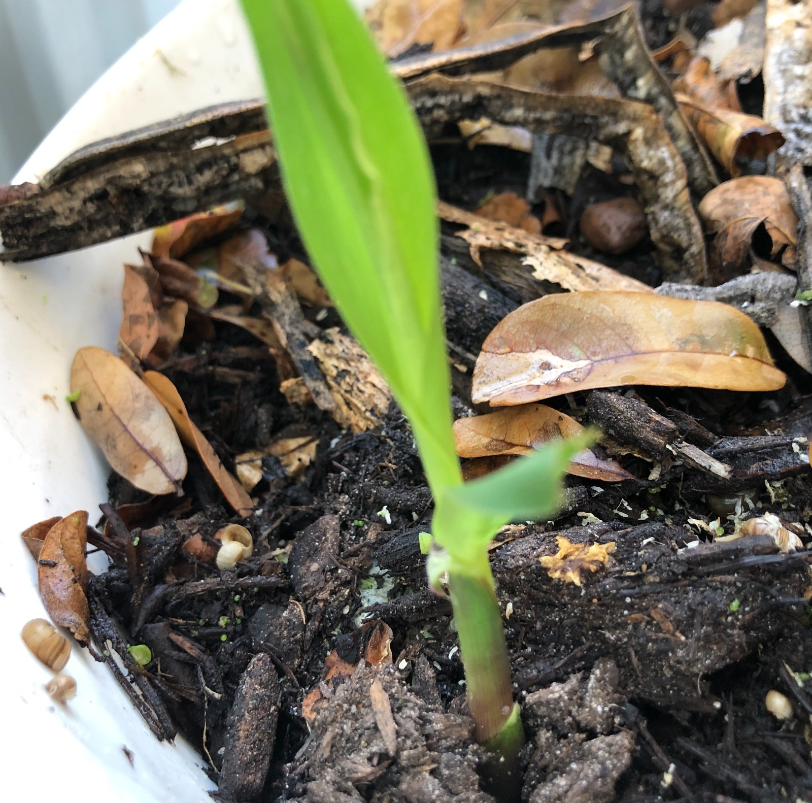 Sugar Cane EDIBLE Sugarcane Tree LIVE plant 2″ or more