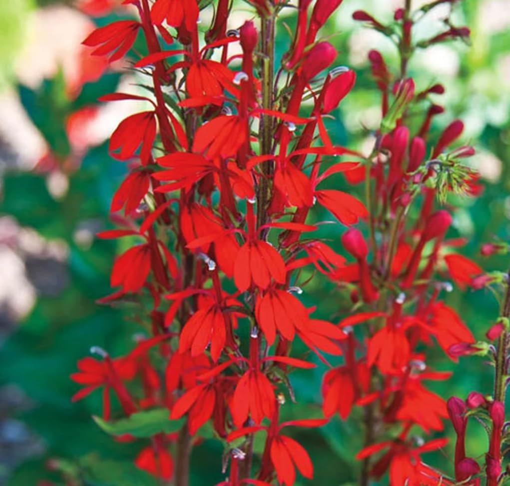 100 PCS Cardinal Flower Seeds Red Lobelia Cardinalis Hummingbird Garden