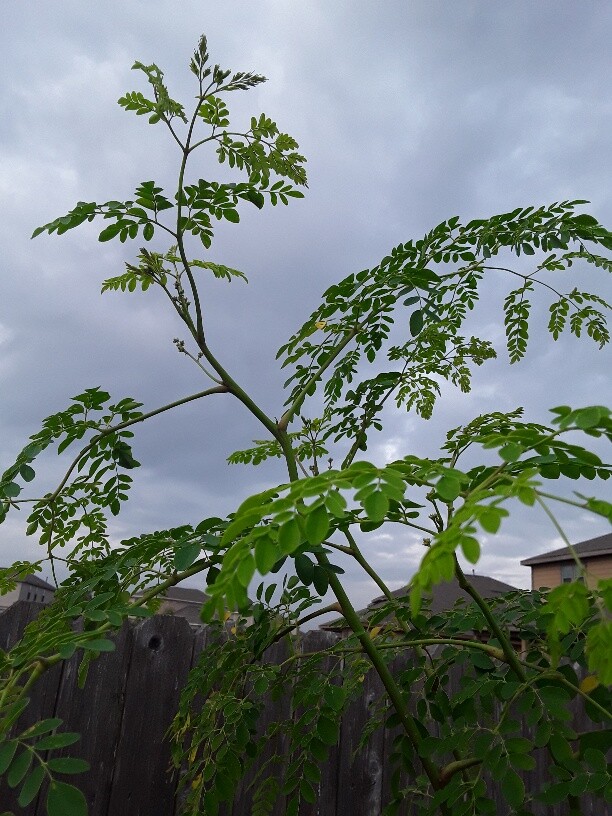 20 Organic Moringa oleifera Seeds NON GMO. For planting.