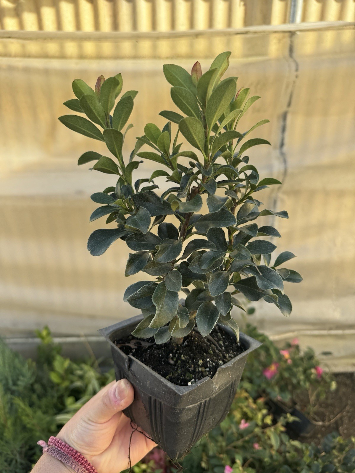 Dwarf Yedda Hawthorn Rhaphiolepis umbellata ‘Minor’, 4 Inch Pot