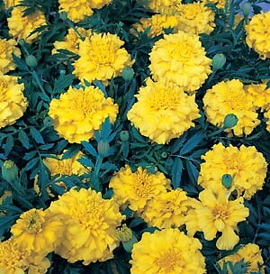 Marigold Zenith Yellow 1,000 seeds