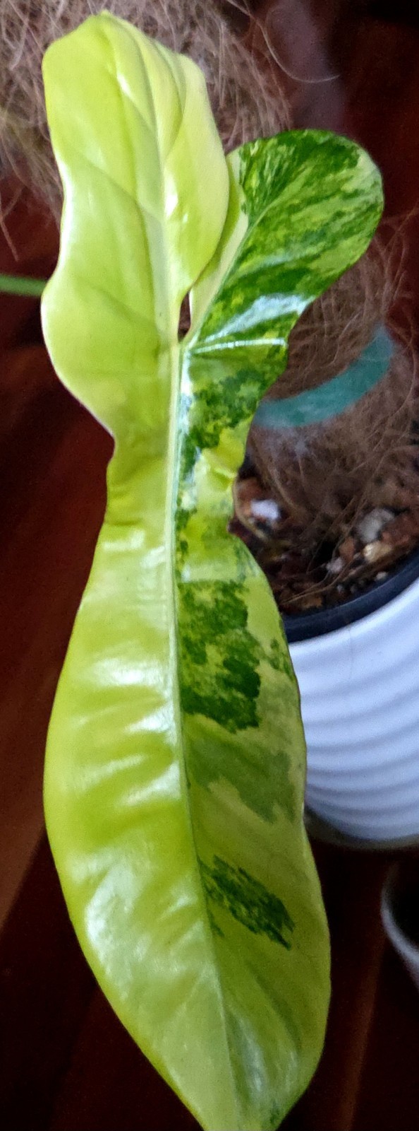 Rare XL Philodendron Florida Beauty X Paraiso Verde 28″ Wide 14″ Leaf Monstera