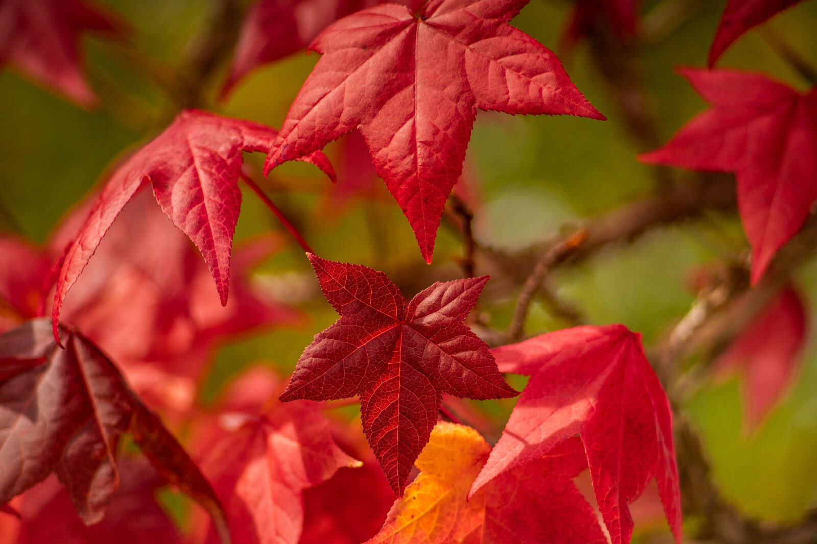 American Sweetgum Potted Plants- 20-28 Inch Tall (Liquidambar styraciflua)