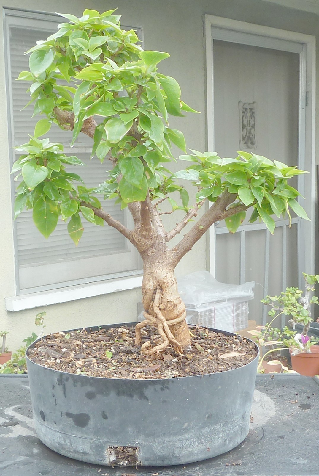 Torch Glow Pixie Bougainvillea Pre Bonsai Dwarf Kifu Fat Trunk Flowers