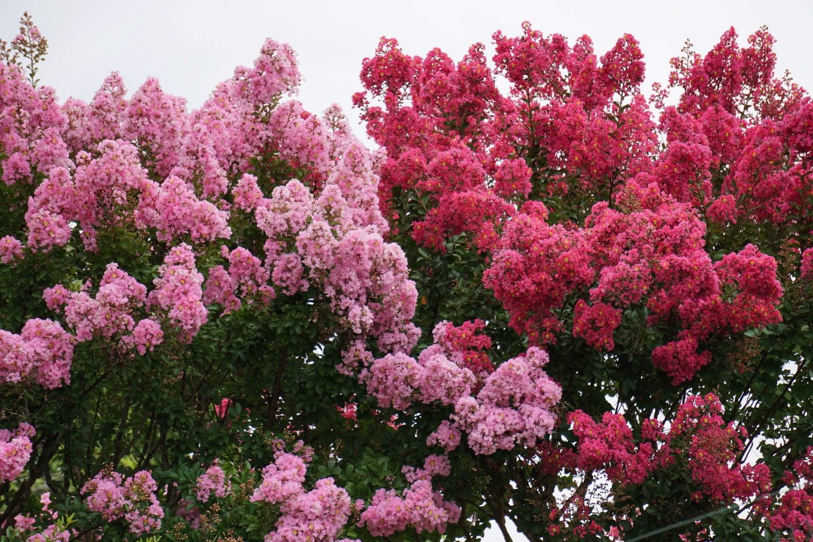 50 MIXED COLORS CREPE MYRTLE Lagerstroemia Indica Tree Shrub Flower Seeds