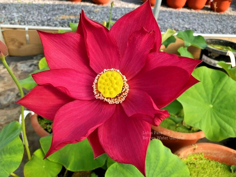 5 FIRE RED LOTUS SEEDS – Nelumbo Nucifera