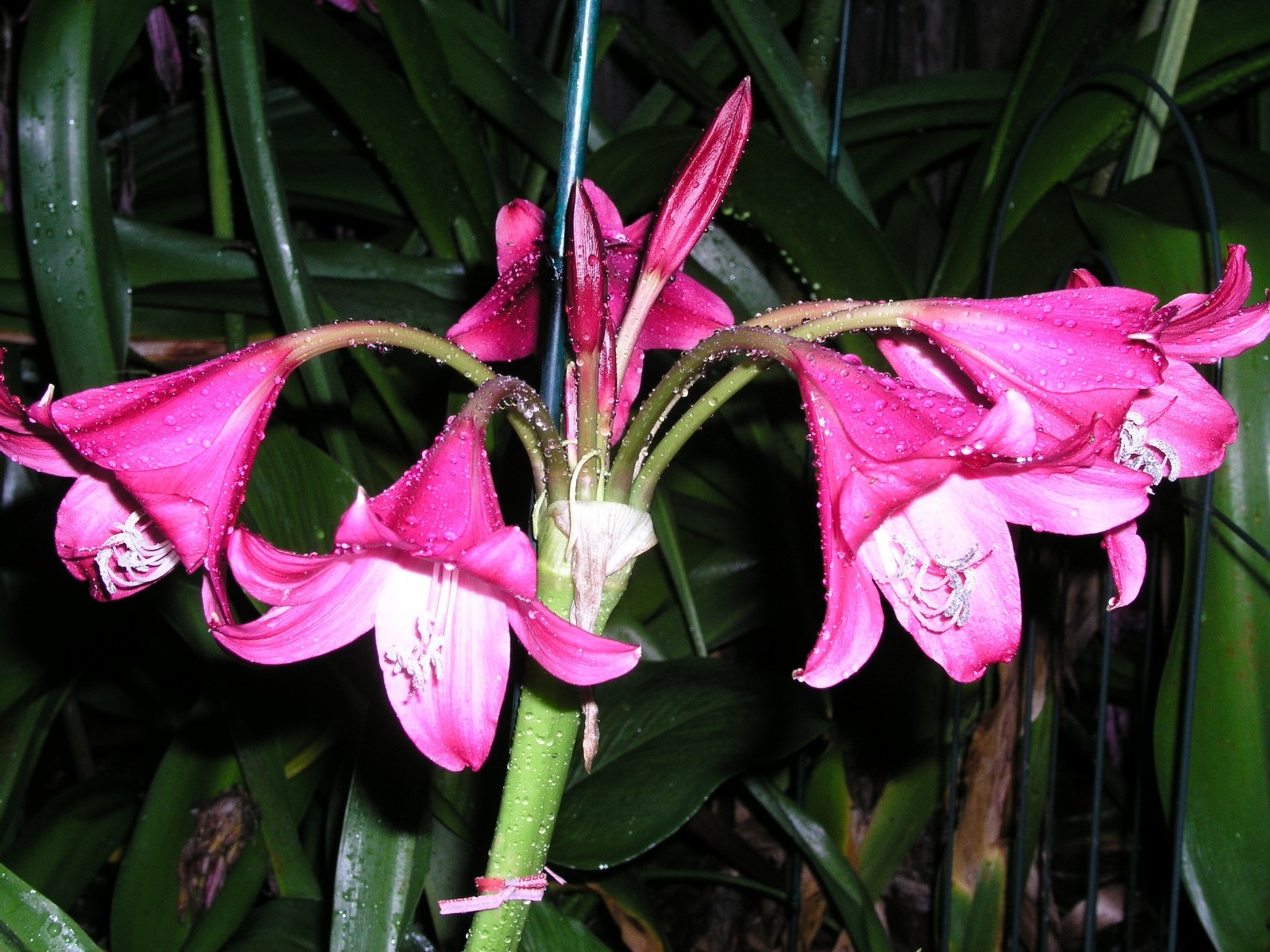 Crinum Lily, Lorraine Clark, medium-size bulb, NEW