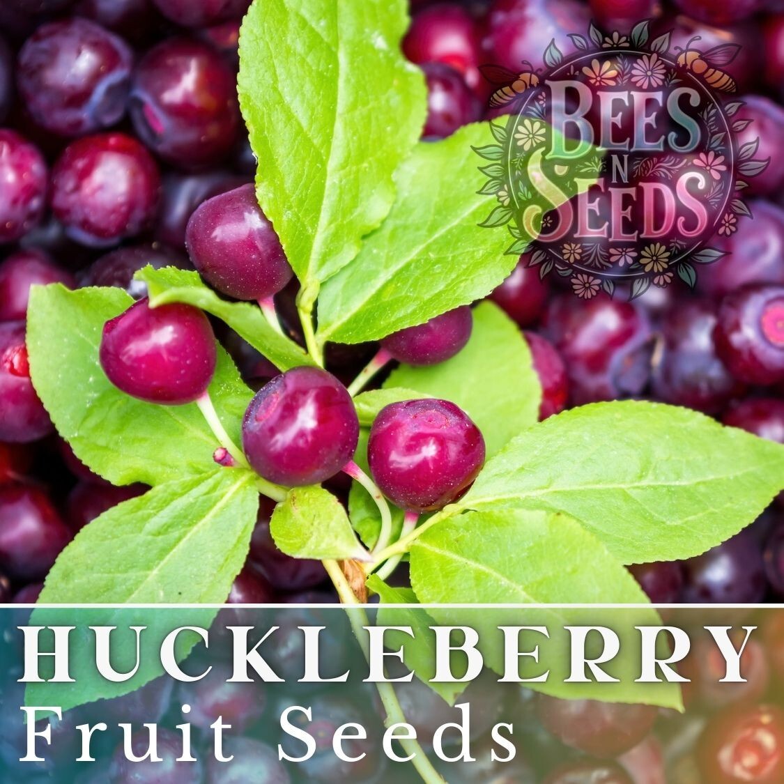 Woodland Huckleberry Seeds 125, 300 or 500 Seeds Flower, Flower Seeds, Non GMO