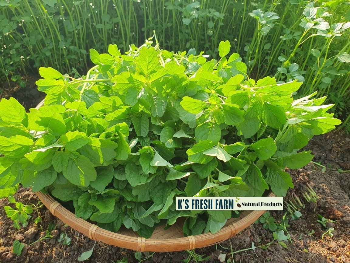 Red/Green/Garnet/Rice Spinach Amaranth Seeds-Hạt Giống Rau Dền Đỏ/Xanh/BaMàu/Cơm