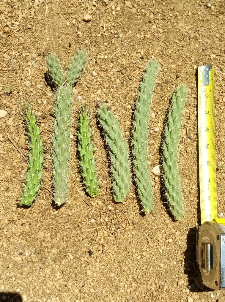 South West New Mexico Cholla Cactus 6 pcs. 4-6 inches long, C. spinosior