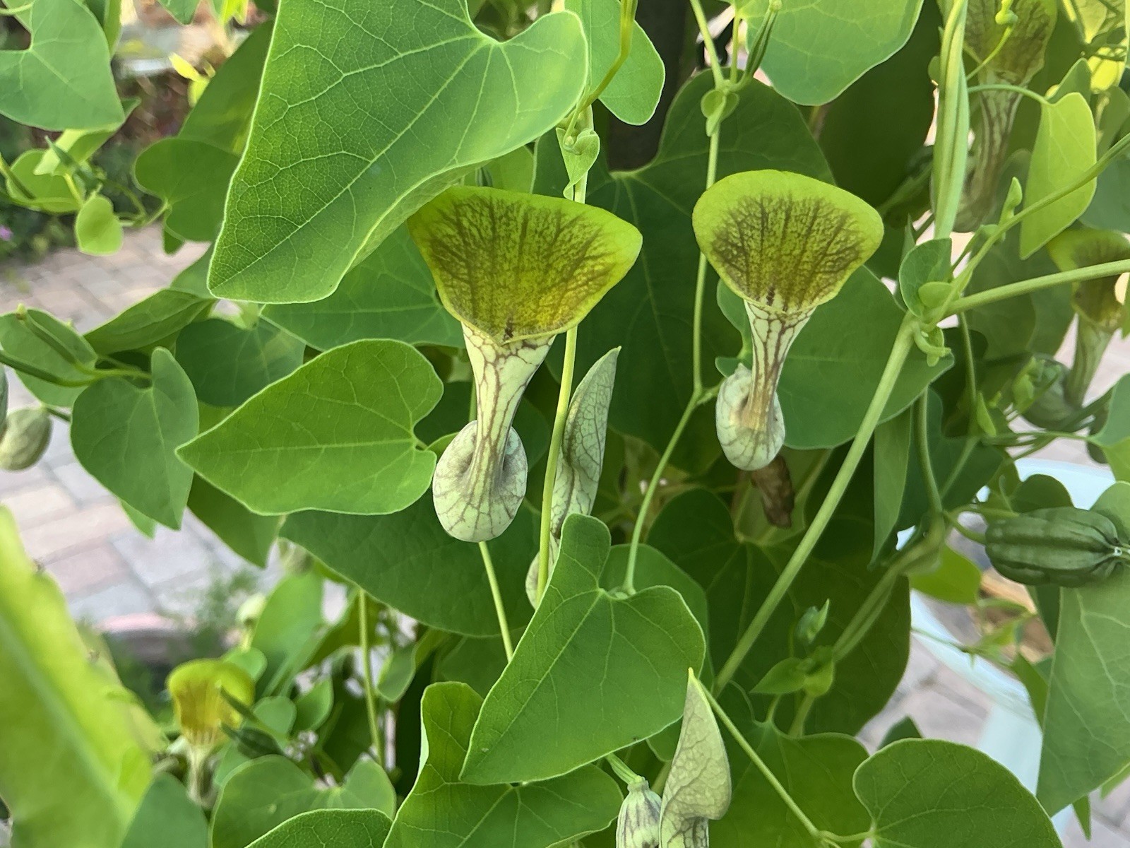 — Aristolochia Argentina ) — 25 Fresh (2026) Seeds – Free Shipping