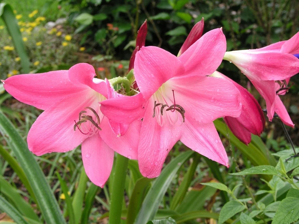 Crinum Lily Ellen Bonsanquet Nice 1 Healthy Extra Large Bulb